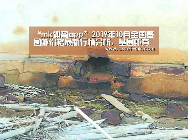 “mk体育app”2019年10月全国基围虾价格最新行情分析，基围虾有养殖前景么？