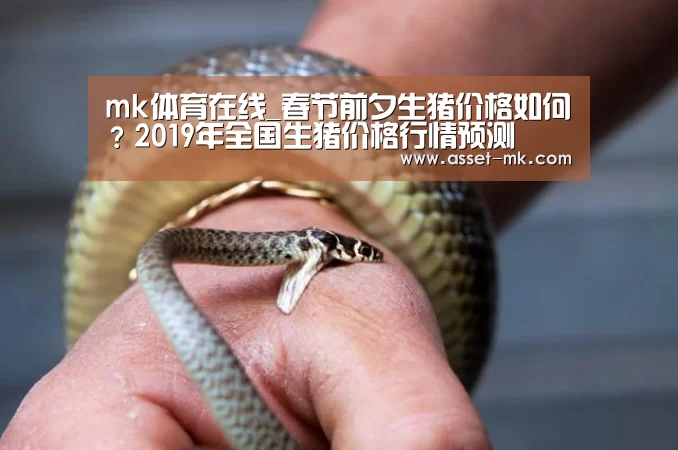 mk体育在线_春节前夕生猪价格如何？2019年全国生猪价格行情预测